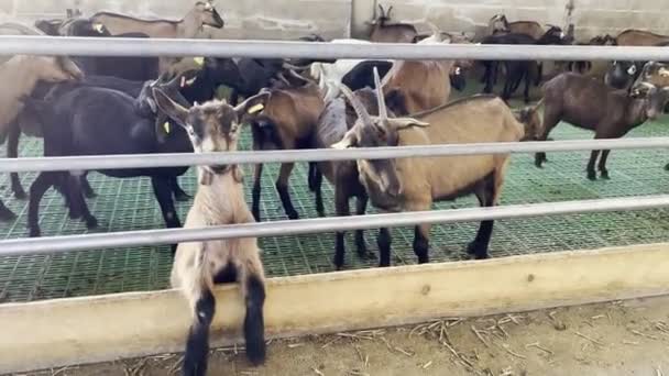Goats Peeking Out Fence Stall Farm High Quality Footage — Stockvideo