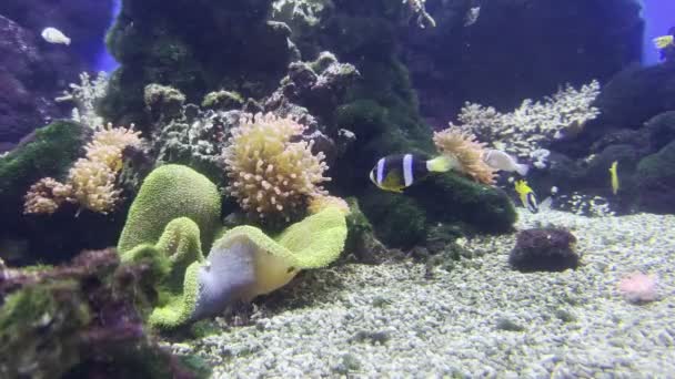 Striped Fish Swim Aquarium Corals High Quality Footage — Stockvideo