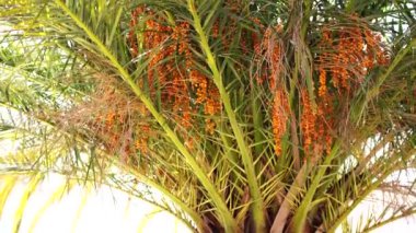 Green leaves with fruits on date palm branches. High quality 4k footage