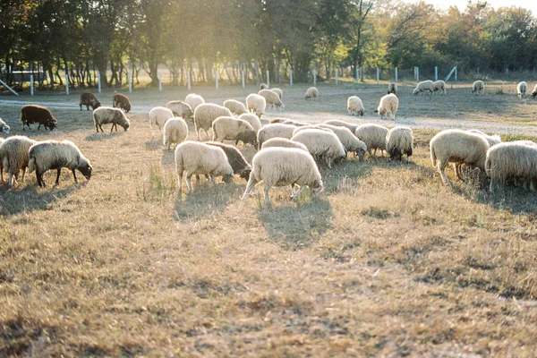 Flock Sheep Grazes Lawn Green Trees High Quality Photo — 스톡 사진