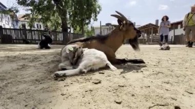 Tourists look at a goat with a goatling lying in the shade of a tree on a farm. High quality 4k footage