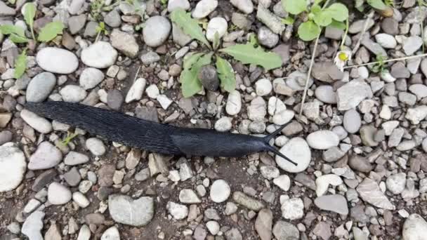 Black Slug Horns Crawls Small Pebbles View High Quality Footage — Vídeo de stock