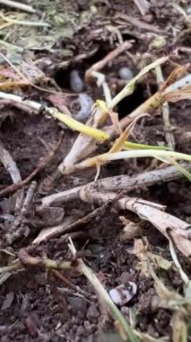 Black ants quickly crawl on the branches on the ground. High quality footage