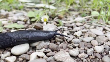 Black slug with horns crawls over pebbles. High quality 4k footage