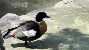 Beautiful drake drinks water with its wings up. High quality 4k footage