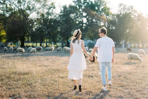 Man Woman Holding Hands Walk Lawn Grazing Sheep High Quality — Stockfoto