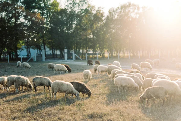 Flock Sheep Grazes Lawn Wooden Fence High Quality Photo — Foto de Stock