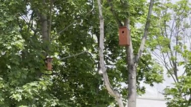 Birdhouses hang on a green tree in the park. High quality 4k footage