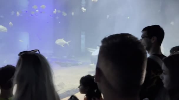 Group Tourists Watching Swimming Fish Aquarium High Quality Footage — 图库视频影像