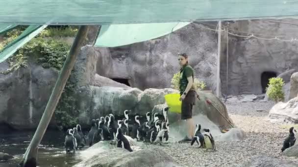 Zookeeper Girl Feeding Penguins Fish Shore Lake High Quality Footage — Vídeos de Stock