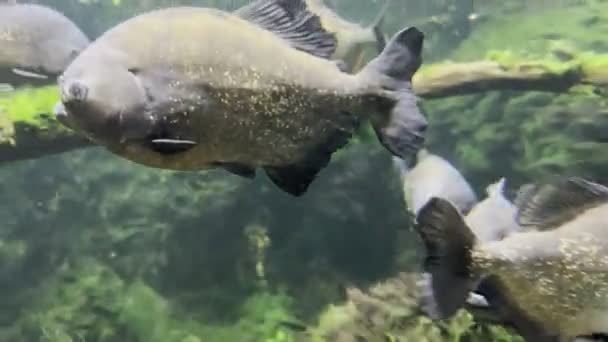 Flock Red Bellied Piranhas Swims Aquarium Driftwood High Quality Footage — Wideo stockowe