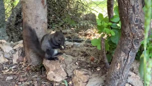リスは木の近くの岩の上に座って食べます 高品質4K映像 — ストック動画