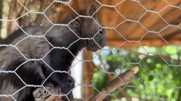在笼子里的松鼠特写 高质量的4K镜头 — 图库视频影像