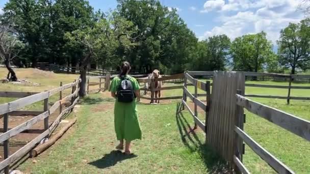 여자가 탁트인 농장에서 낙타를 기르고 있습니다 고품질 — 비디오