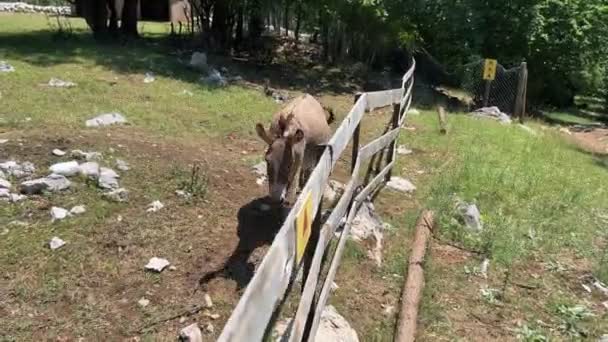 Seekor Keledai Berjalan Belakang Pagar Sebuah Peternakan Rekaman Berkualitas Tinggi — Stok Video