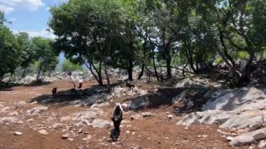 Keçiler ağaçların arasında yürürler ve otlarlar. Yüksek kalite 4k görüntü
