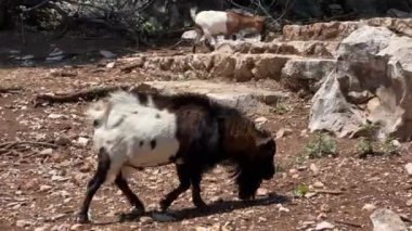 Vahşi keçiler taşların arasında otlar. Yüksek kalite 4k görüntü