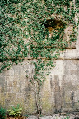 Yeşil sarmaşıkla kaplı eski bir şatonun duvarında açık bir pencere var. Yüksek kalite fotoğraf