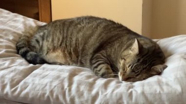 Yurt içi çizgili kedi yatakta uyuyor. Yüksek kalite 4k görüntü