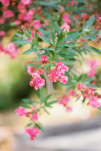 Flores Adelfa Rosa Entre Follaje Verde Foto Alta Calidad — Foto de Stock