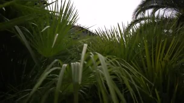 Uitzicht Vanaf Palmbomen Naar Trouwjurk Hangend Het Balkon Van Het — Stockvideo