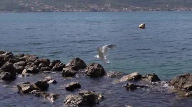 Beyaz albatroslar denizde kayaların üzerinde uçar. Yüksek kaliteli FullHD görüntüler