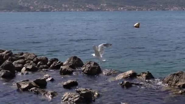 Beyaz Albatroslar Denizde Kayaların Üzerinde Uçar Yüksek Kaliteli Fullhd Görüntüler — Stok video