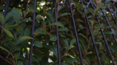 İşlenmiş demir bir çitin arkasından yeşil dallar görünüyor. Yüksek kaliteli FullHD görüntüler