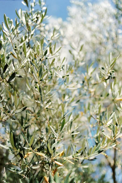 树枝上的树叶中的青橄榄 高质量的照片 — 图库照片
