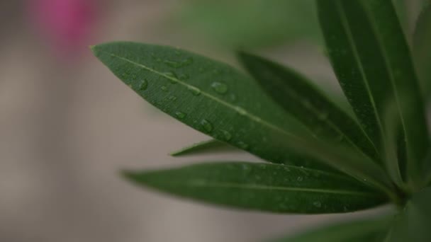 Krople Deszczu Zielonych Liściach Oleandry Zbliżenie Wysokiej Jakości Materiał Filmowy — Wideo stockowe