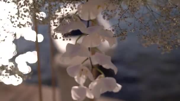 Весільна Квіткова Композиція Підставці Пірсі Допомогою Ігристих Вод Високоякісні Fullhd — стокове відео
