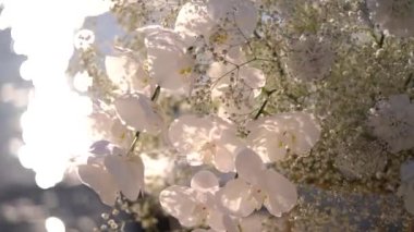 Parlak suyun arka planında güzel beyaz bir buket çiçek. Yüksek kaliteli FullHD görüntüler