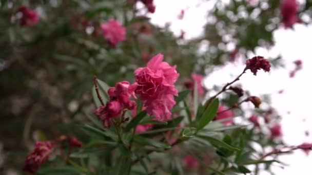 Różowe Oleander Kwiaty Zielonych Gałęziach Wysokiej Jakości Materiał Filmowy Fullhd — Wideo stockowe