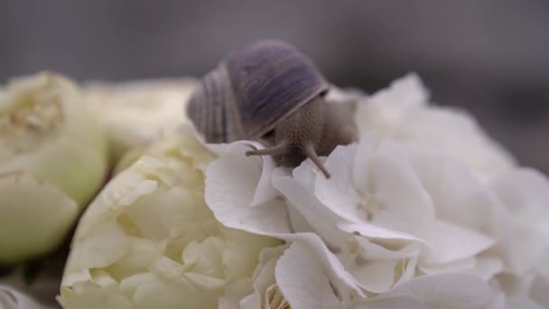 カタツムリは花の花束の上に座り 角を動かす 高品質のフルHd映像 — ストック動画