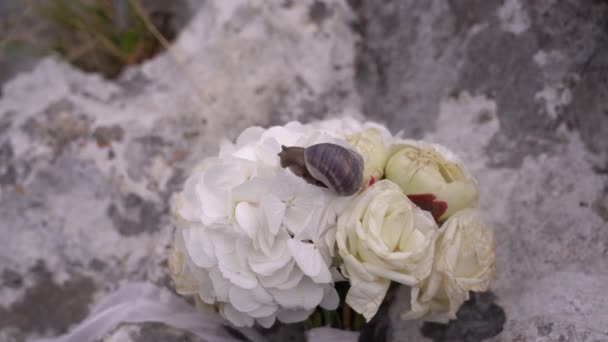 Ślimak Siedzi Bukiecie Ślubnym Leżącym Kamieniu Wysokiej Jakości Materiał Filmowy — Wideo stockowe