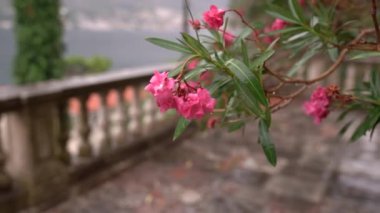 Yeşil zakkum dallarındaki pembe çiçekler yağmur damlalarında. Yakın plan. Yüksek kaliteli FullHD görüntüler