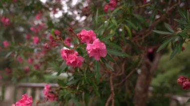 Pembe çiçekli yeşil zakkum dalları. Yakın plan. Yüksek kaliteli FullHD görüntüler