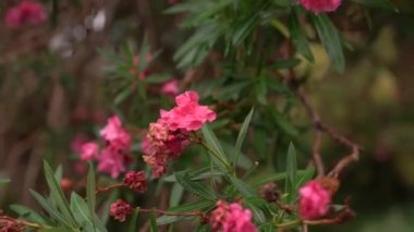 Parlak pembe çiçekli yeşil zakkum dalları. Yakın plan. Yüksek kaliteli FullHD görüntüler