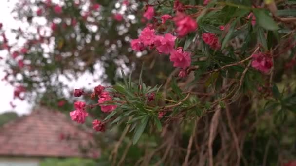 Jasnoróżowy Oleander Kwiaty Wśród Zielonych Gałęzi Wysokiej Jakości Materiał Filmowy — Wideo stockowe