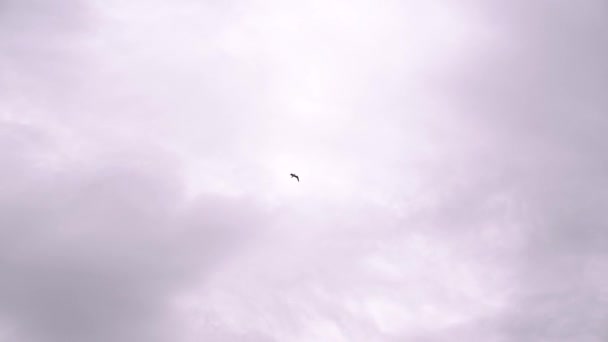 Bird Flies High Cloudy Sky Flapping Its Wings High Quality — Stock Video
