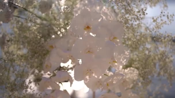Μπουκέτο Λευκά Λουλούδια Στο Φόντο Των Αγκυροβολημένων Σκαφών Στην Προβλήτα — Αρχείο Βίντεο