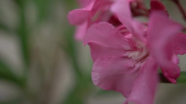 Gotas Chuva Uma Flor Oleandro Rosa Close Imagens Fullhd Alta — Vídeo de Stock