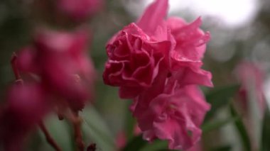 Pembe zakkum çiçeklerine yağmur damlası. Makro. Yüksek kaliteli FullHD görüntüler