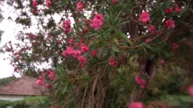 Binanın yakınındaki bahçede çiçek açan pembe zakkum ağacı. Yüksek kaliteli FullHD görüntüler