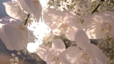 Suda güneşte parlayan beyaz orkideler ve çingeneler. Yüksek kaliteli FullHD görüntüler
