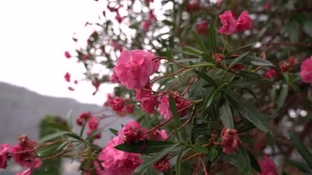 山を背景に緑の長い枝にピンクの花を咲かせます 高品質のフルHd映像 — ストック動画