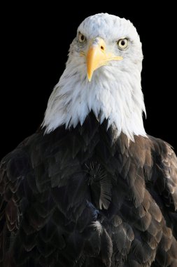 Kel Kartal