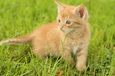 bahçede yürüyen kedi