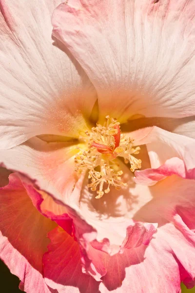 Confederate Rose Flower — Stock Photo, Image