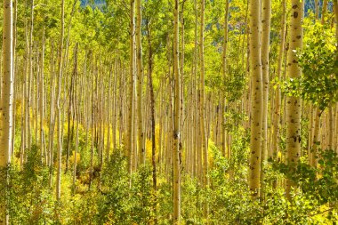 Forest of Golden Aspen Trees clipart